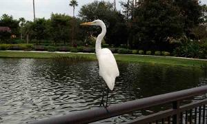 10 Orlandolocal 300x180