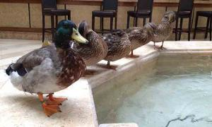 8 Peabodyducks 300x180
